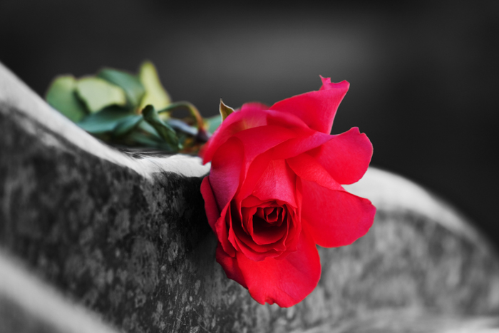 Rose auf einem Grabstein