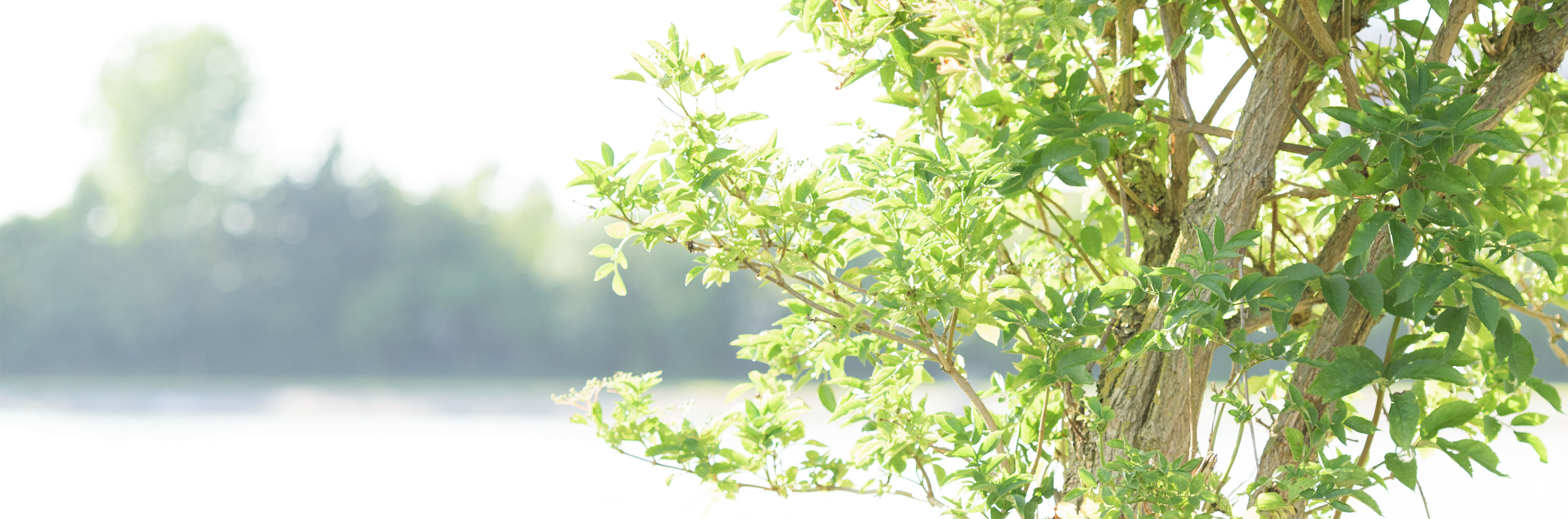 Grüne Baumblätter im warmen Sonnenlicht als Symbol für Ruhe, Natur und Hoffnung